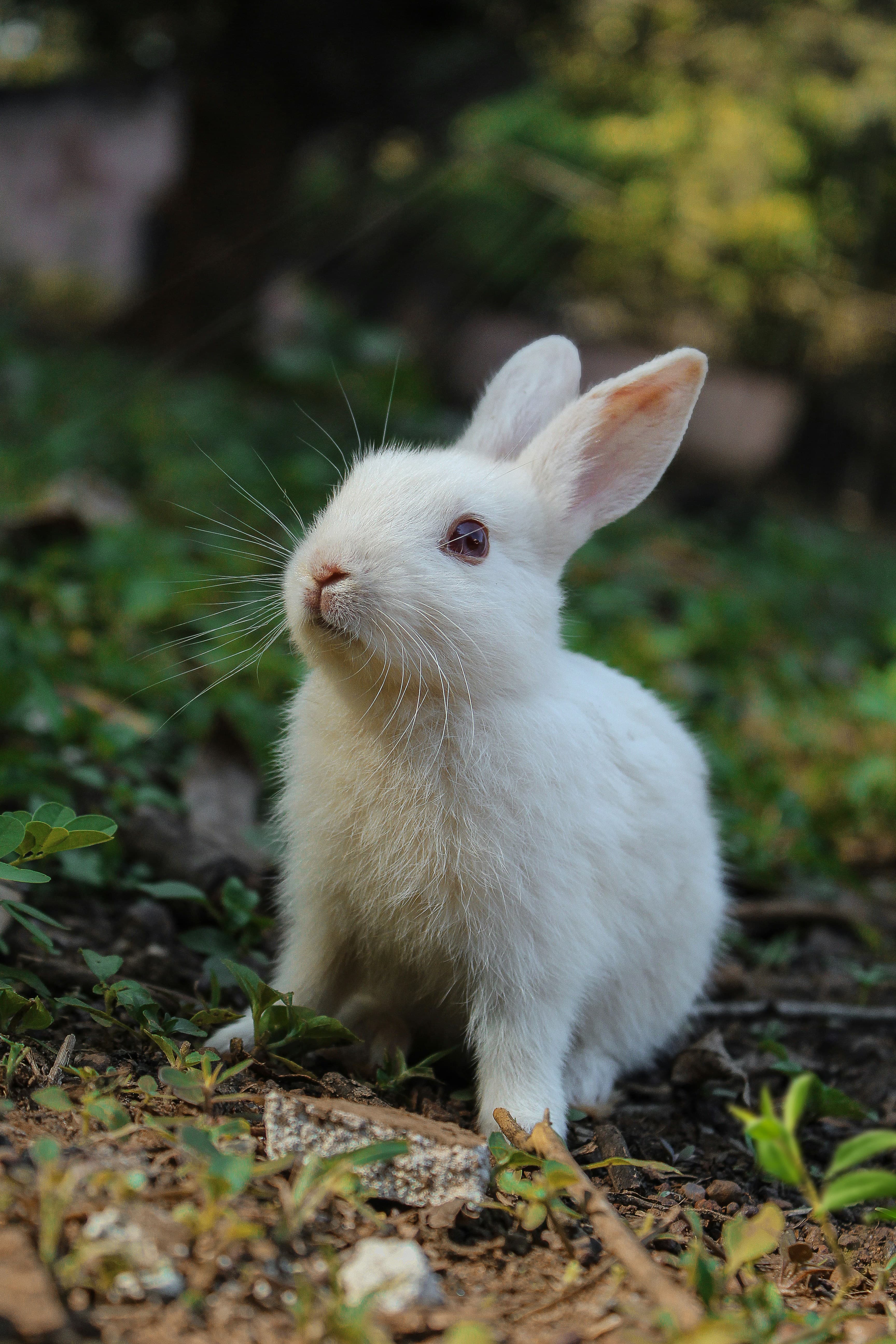 Rabbit Facts: Behavior, Diet, Breeds & Care